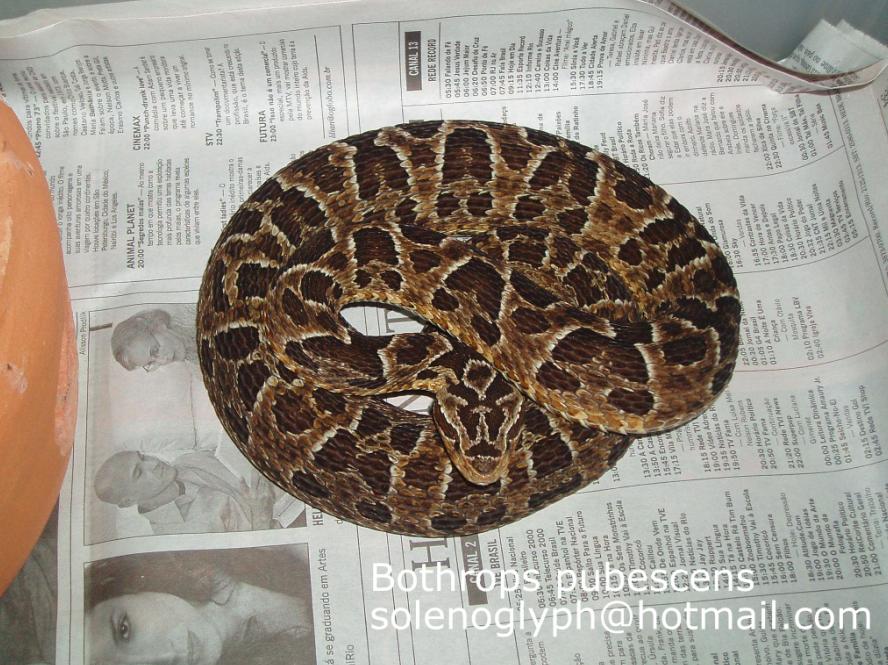 Bothrops pubescens.JPG [122 Kb]